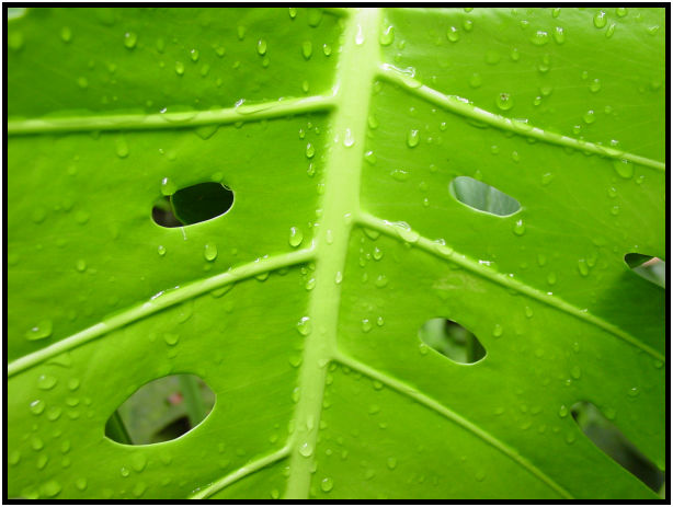 site: water: water droplet : s-dsc011503.jpg