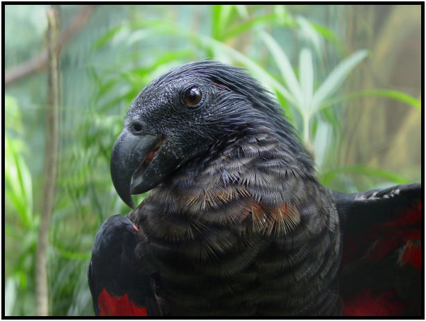 place: Singapore: Jurong Bird Park : s-dsc011508.jpg