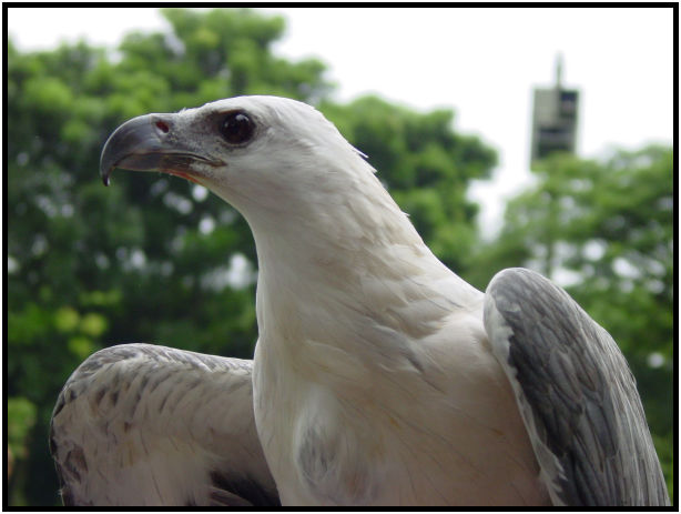 place: Singapore: Jurong Bird Park : s-dsc011527.jpg