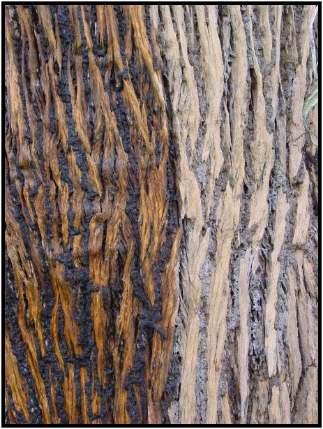 flora: tree: unknown tree : s-dsc011687.jpg