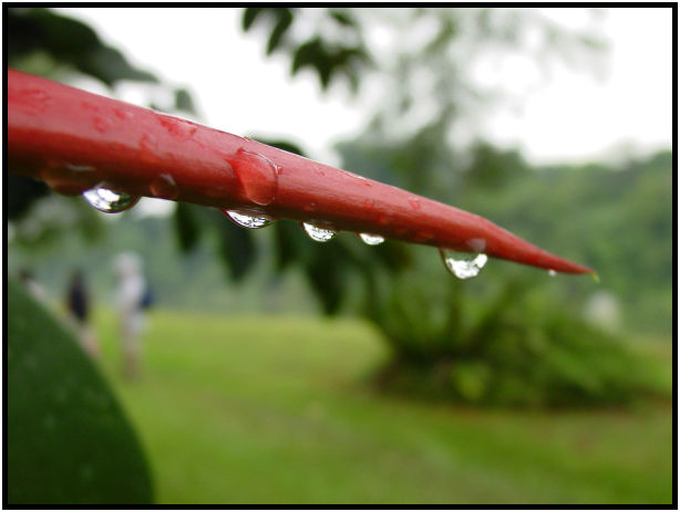 site: water: water droplet : s-dsc011689.jpg