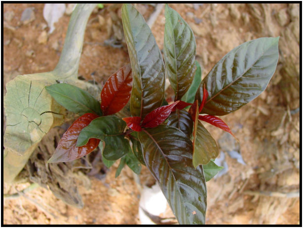 flora: leaf : s-dsc011776.jpg