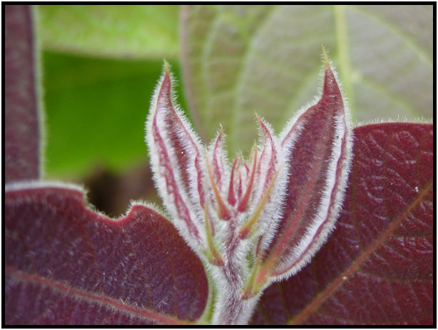 place: Singapore: Pulau Ubin : s-dsc011783.jpg