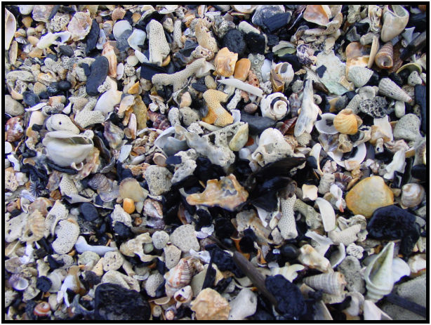 object: shell : s-dsc011812.jpg