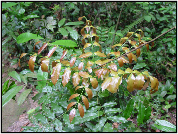 place: Singapore: Bukit Timah Nature Reservoir : s-dsc011299.jpg