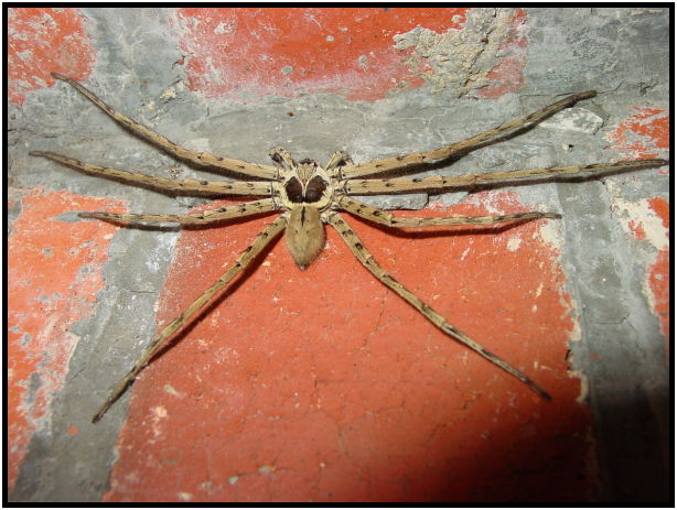 insect: spider : s-dsc010189.jpg