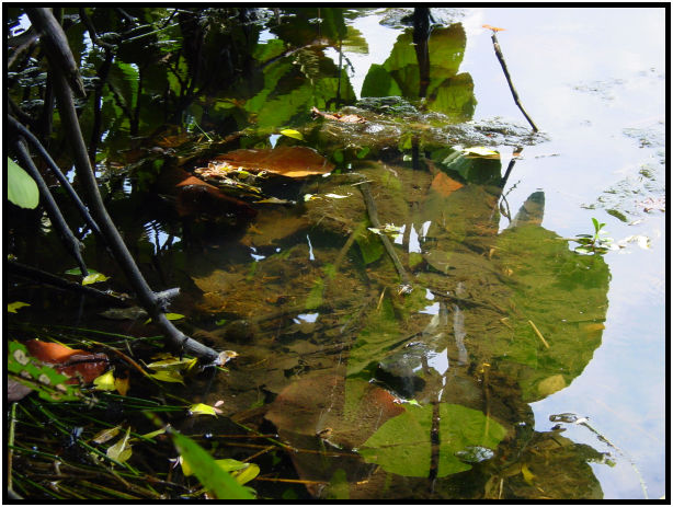 place: Singapore: Singey Buloh Nature Park : s-dsc010714.jpg