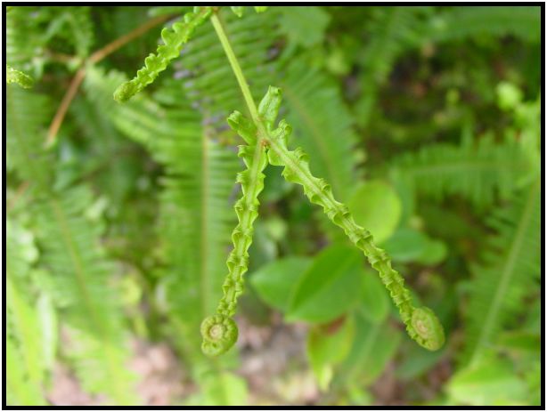 flora: leaf : s-dsc011828.jpg