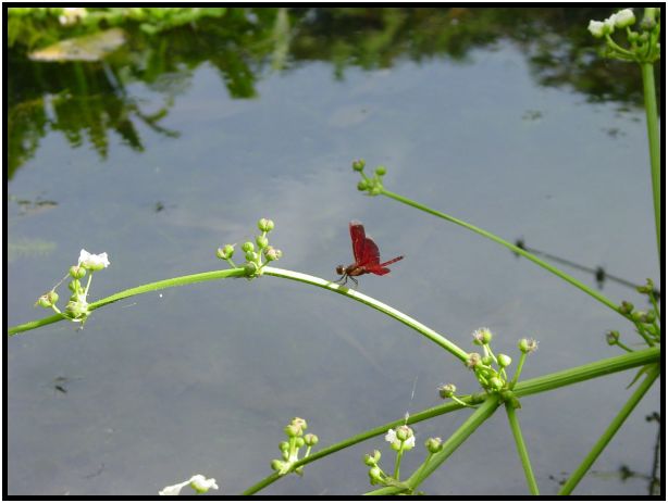 insect: dragonfly : s-dsc011914.jpg