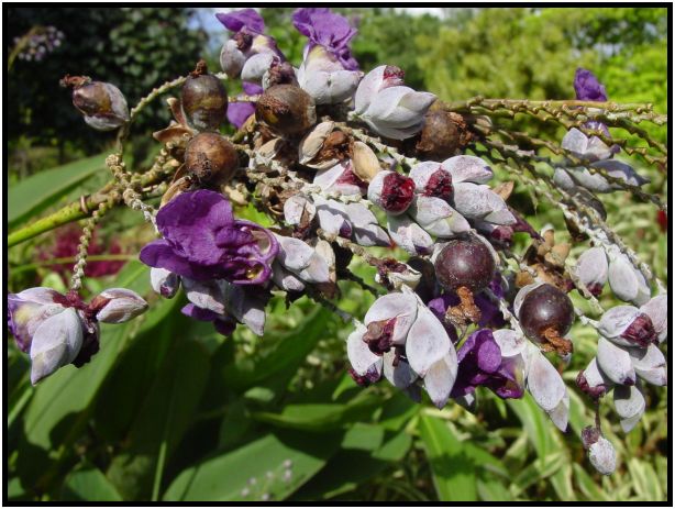 place: Singapore: Mandai Orchid Gardens : s-dsc011931.jpg