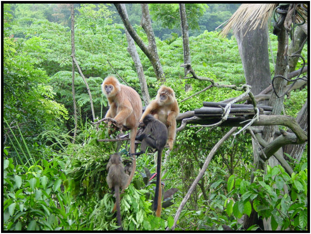 animal: monkey : s-dsc010778.jpg