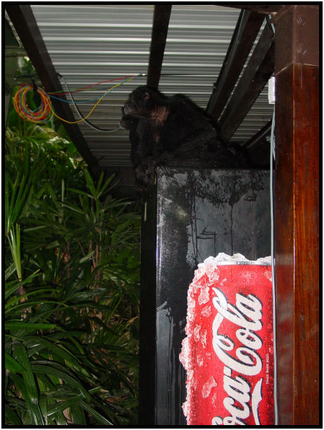 animal: monkey : s-dsc010819.jpg