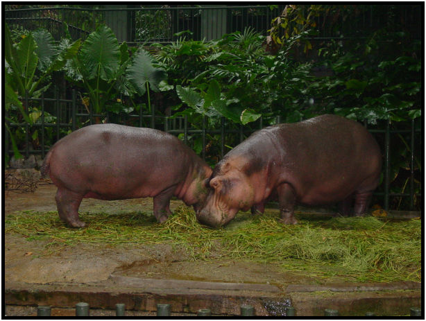 animal: hippopotamus : s-dsc010829.jpg