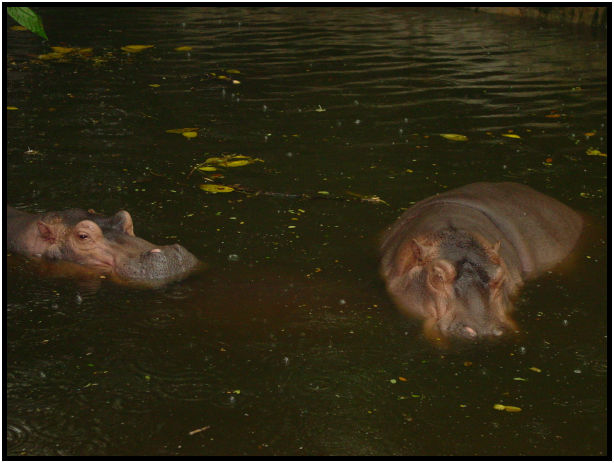 animal: hippopotamus : s-dsc010832.jpg