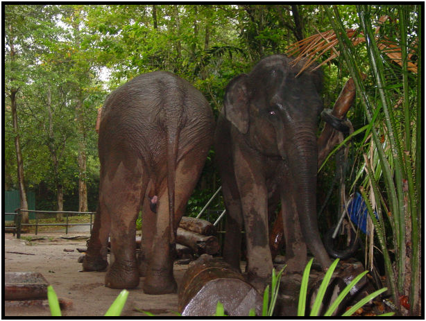 animal: elephant : s-dsc010835.jpg