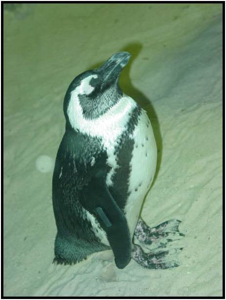animal: penguin : s-dsc010841.jpg