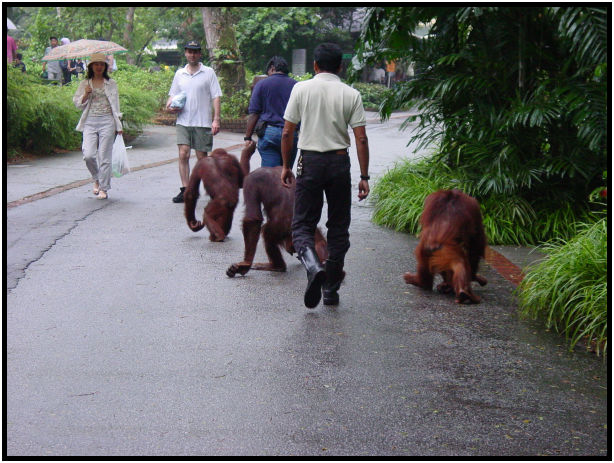 animal: monkey : s-dsc010843.jpg