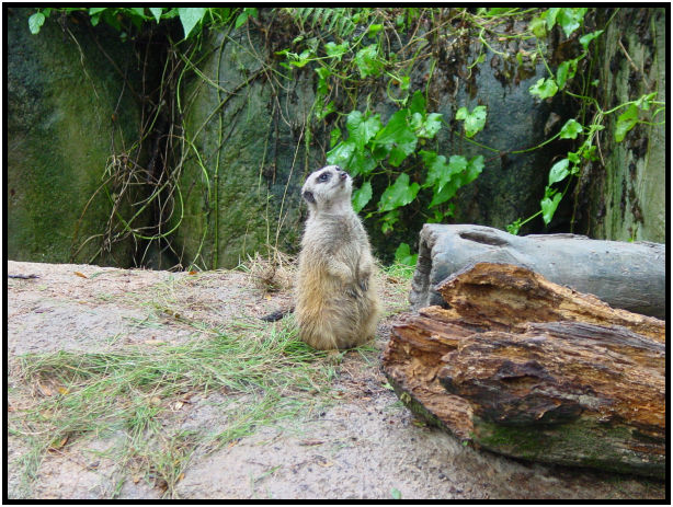 place: Singapore: Zoo : s-dsc010870.jpg