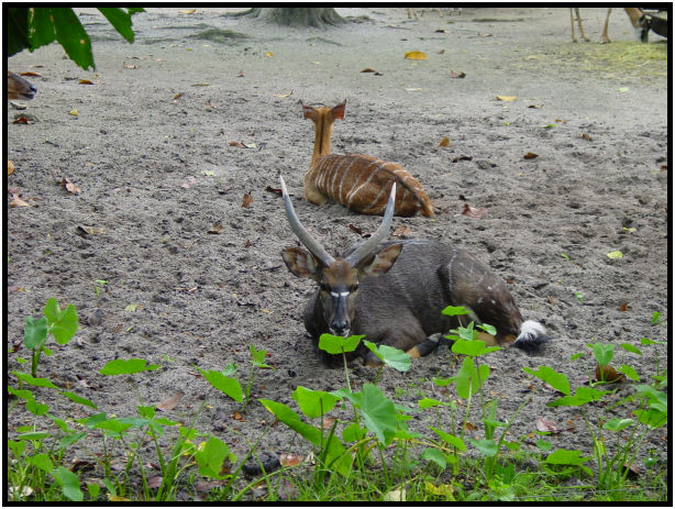 place: Singapore: Zoo : s-dsc010872.jpg