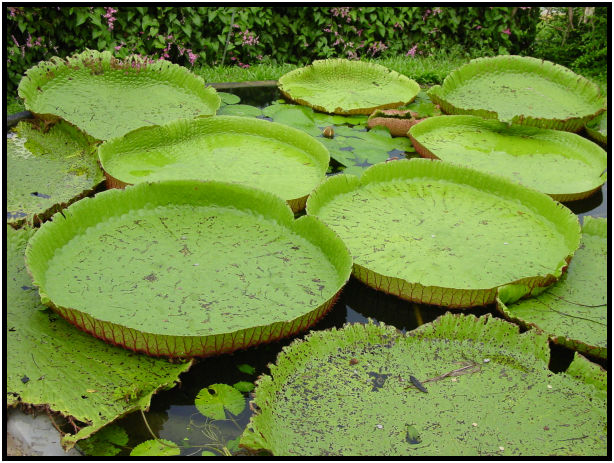 place: Singapore: Zoo : s-dsc010873.jpg