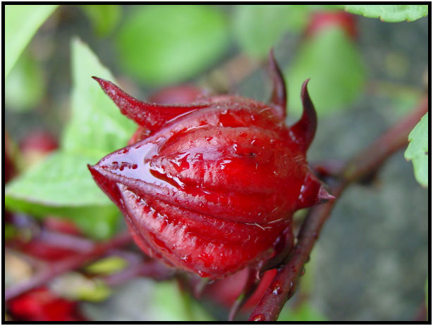 place: Singapore: Zoo : s-dsc010874.jpg