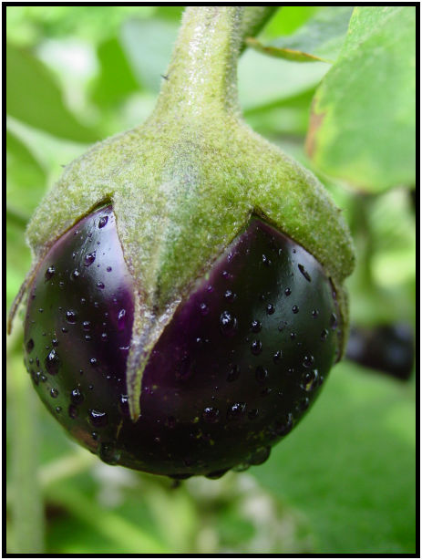 place: Singapore: Zoo : s-dsc010876.jpg