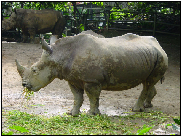 place: Singapore: Zoo : s-dsc010879.jpg