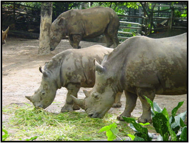 animal: rhino : s-dsc010880.jpg