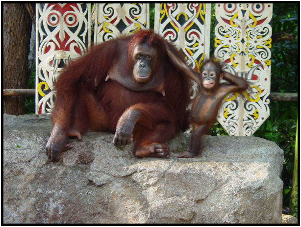 animal: monkey : s-dsc010907.jpg