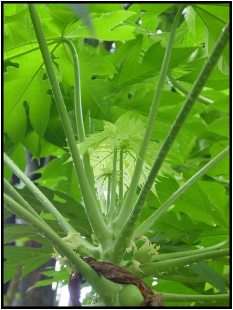 flora: fruit: papaya : s-dsc010257.jpg