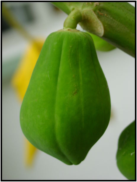flora: fruit: papaya : s-dsc010259.jpg