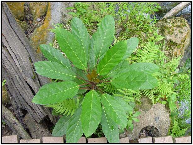 flora: leaf : s-dsc011230.jpg