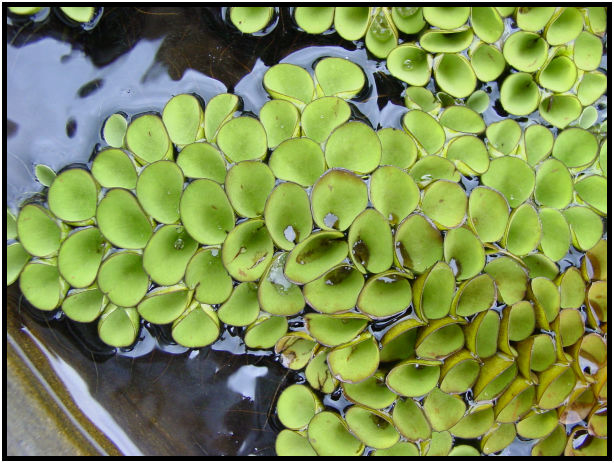 place: Thailand: Phuket : s-dsc011559.jpg