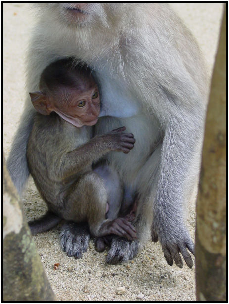 place: Thailand: Phuket : s-dsc011574.jpg