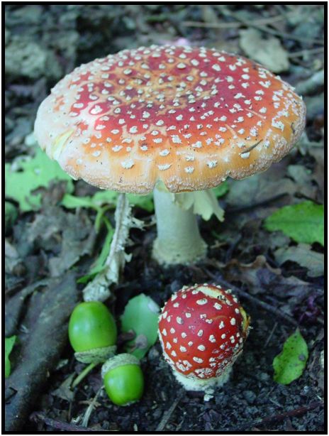 flora: mushroom: mushroom unknown : s-dsc012174.jpg