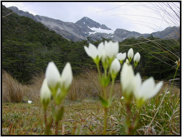 place: New Zealand: Arthur's Pass : s-dsc012204.jpg
