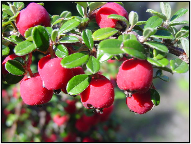 flora: fruit: unknown fruit : s-dsc012127.jpg
