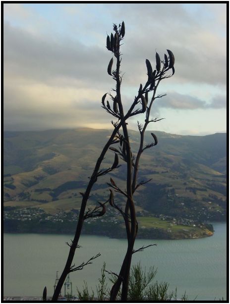 place: New Zealand: Christchurch : s-dsc012144.jpg