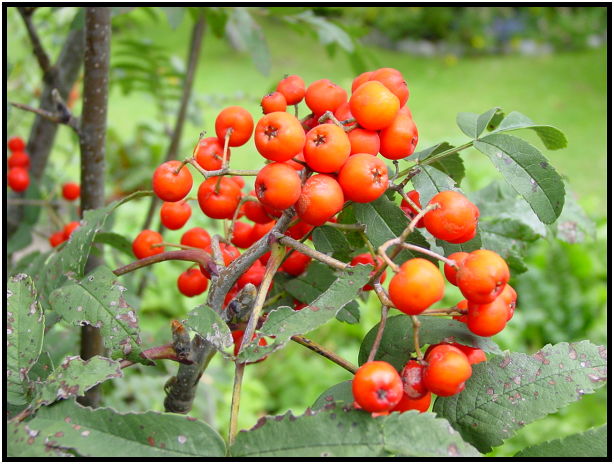 flora: tree: mountain ash : s-dsc012305.jpg
