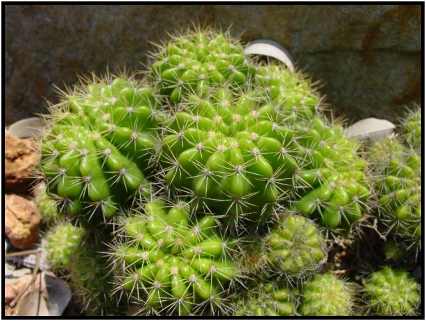 flora: cactus: cactus unknown : s-dsc013236.jpg