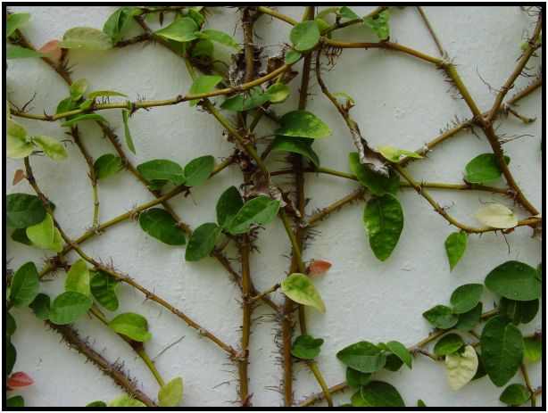 place: Singapore: Chinese Gardens : s-dsc012861.jpg