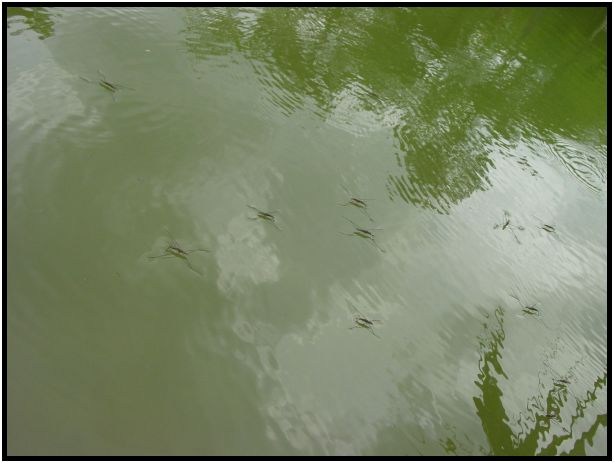 place: Singapore: Chinese Gardens : s-dsc012880.jpg