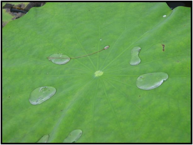 place: Singapore: Chinese Gardens : s-dsc012886.jpg