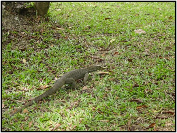 animal: monitor lizard : s-dsc013282.jpg