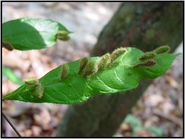 flora: leaf : s-dsc012622.jpg