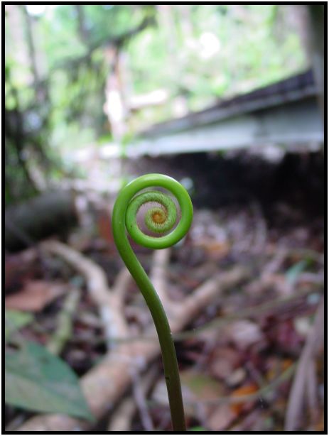 place: Singapore: MacRitchie Reservoir : s-dsc012624.jpg