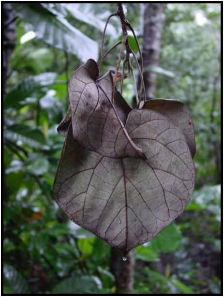 flora: leaf : s-dsc012836.jpg