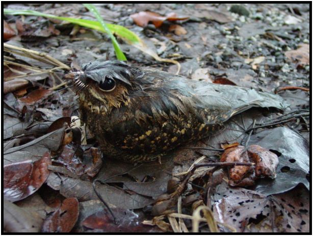 bird: unknown bird : s-dsc012837.jpg