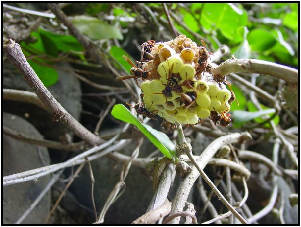 insect: bee : s-dsc012969.jpg