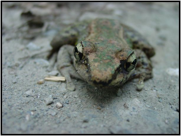 animal: frog : s-dsc013071.jpg